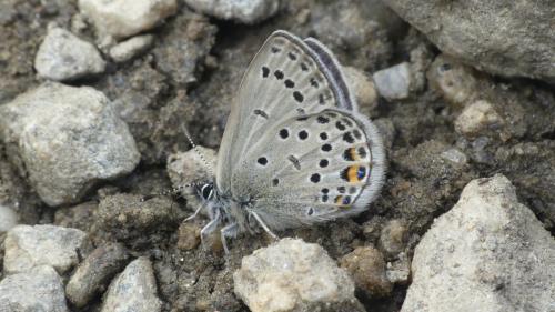 Plebejus optilete